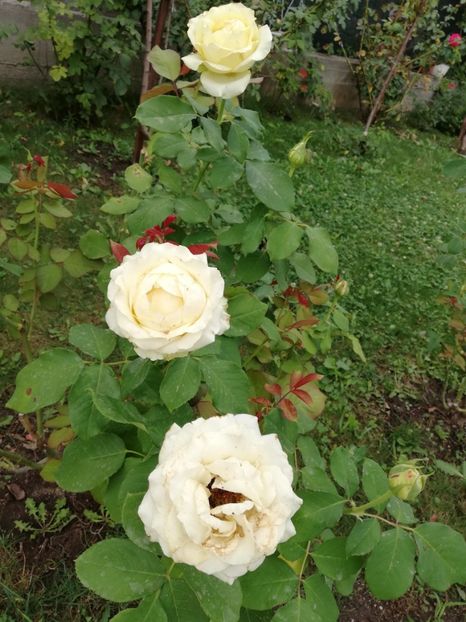  - Gradina septembrie 2018