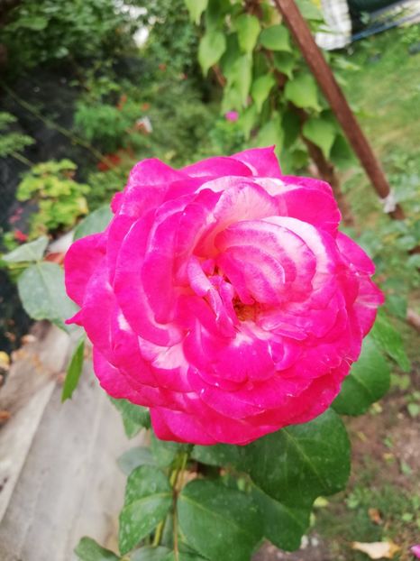  - Gradina septembrie 2018