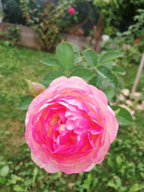  - Gradina septembrie 2018