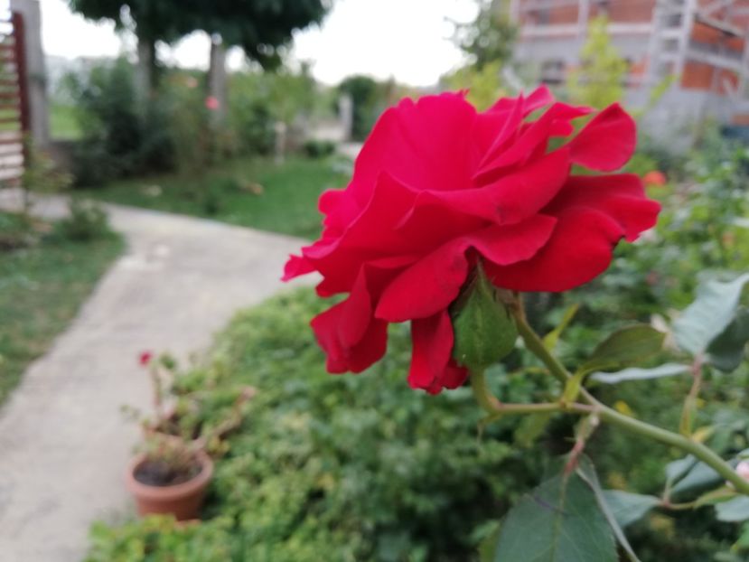  - Gradina septembrie 2018