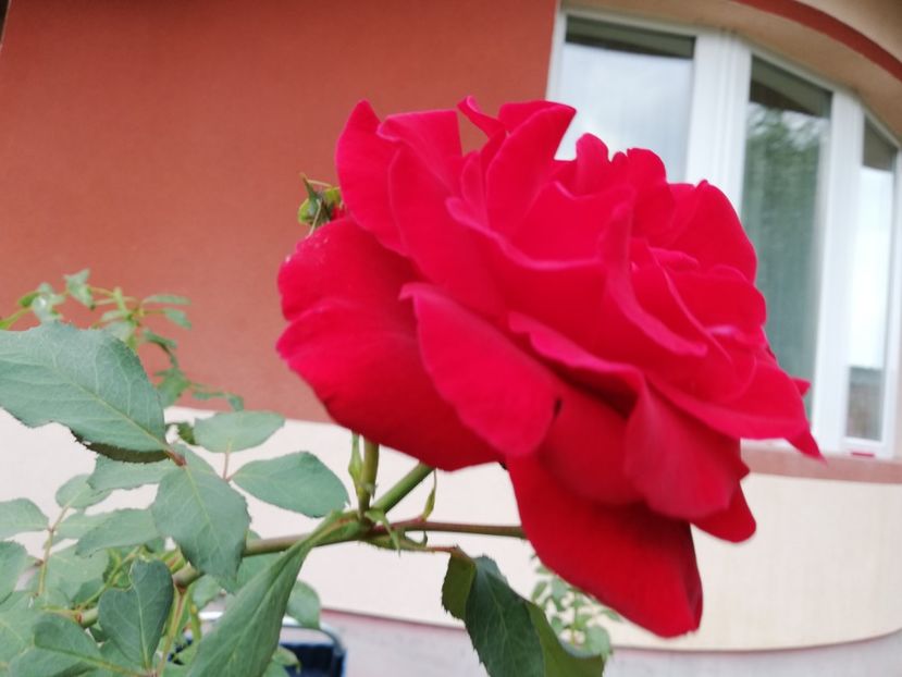  - Gradina septembrie 2018