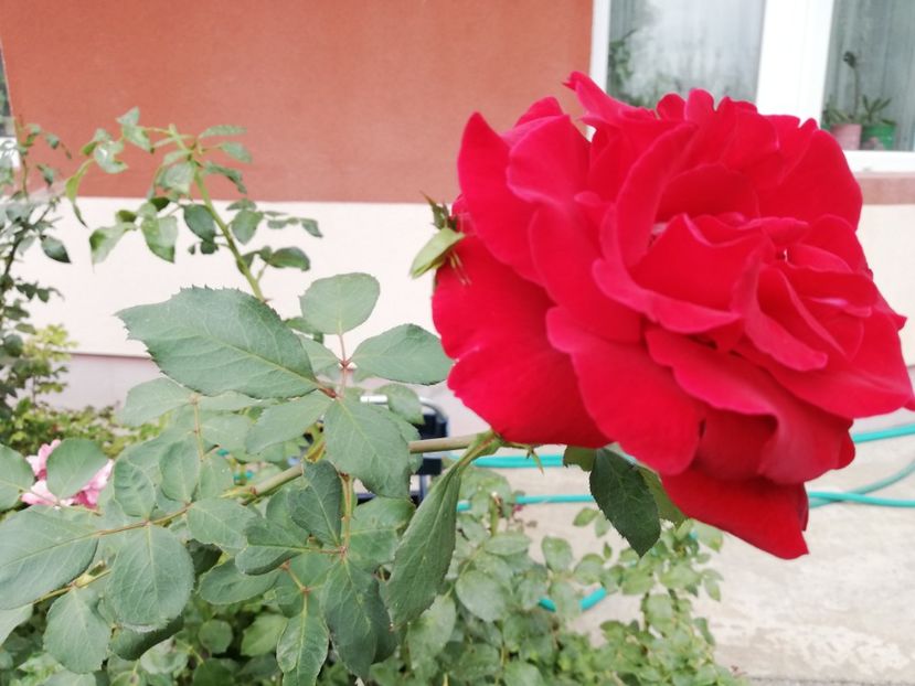  - Gradina septembrie 2018