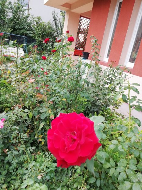  - Gradina septembrie 2018