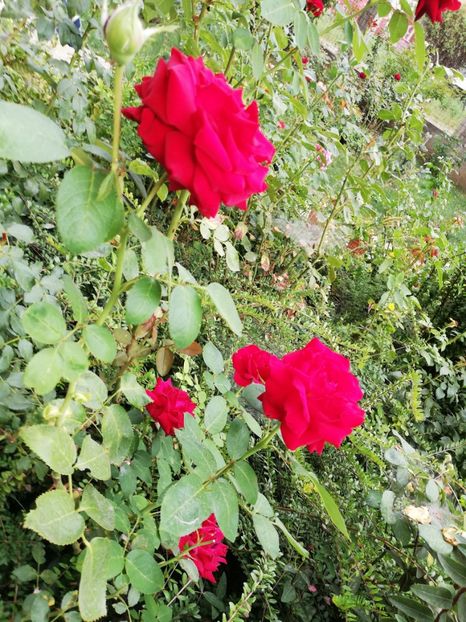  - Gradina septembrie 2018