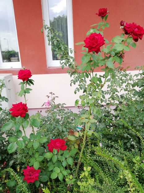  - Gradina septembrie 2018