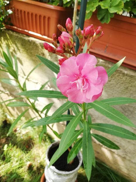  - Gradina septembrie 2018