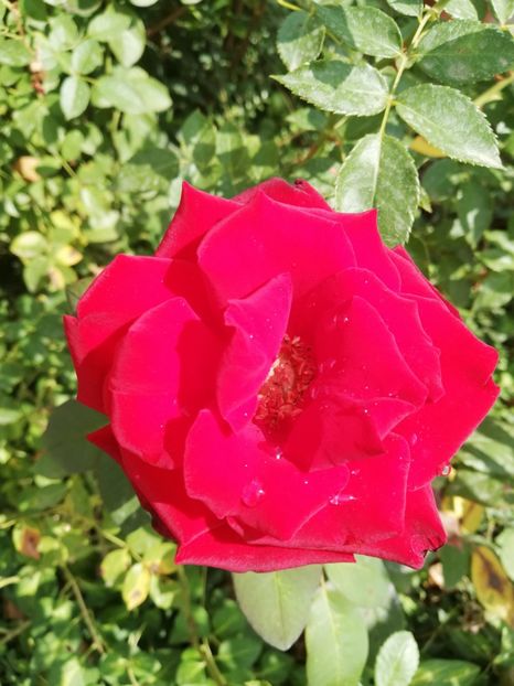  - Gradina septembrie 2018