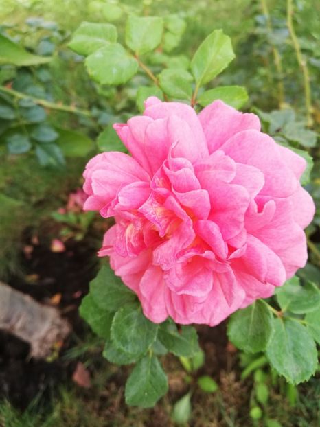  - Gradina septembrie 2018