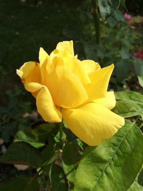  - Gradina septembrie 2018