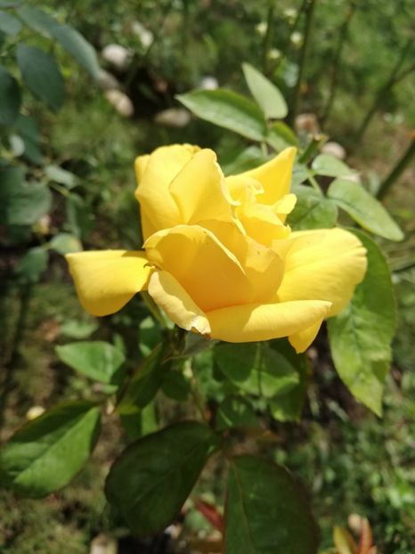  - Gradina septembrie 2018