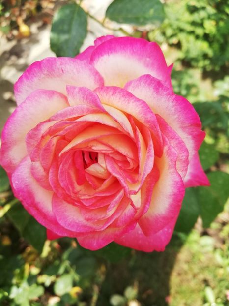  - Gradina septembrie 2018