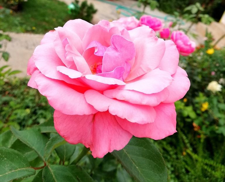  - Gradina septembrie 2018