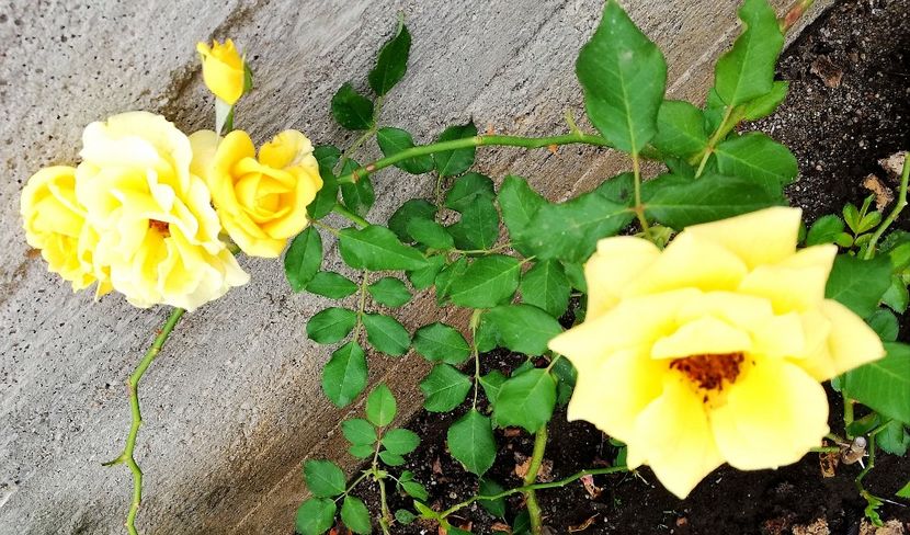  - Gradina septembrie 2018