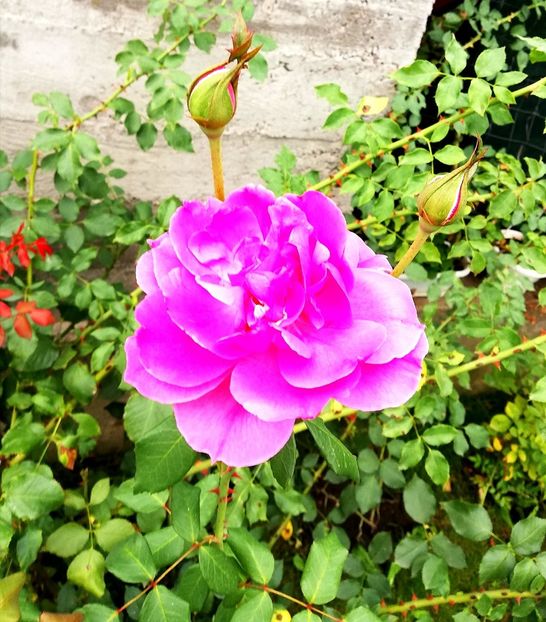  - Gradina septembrie 2018