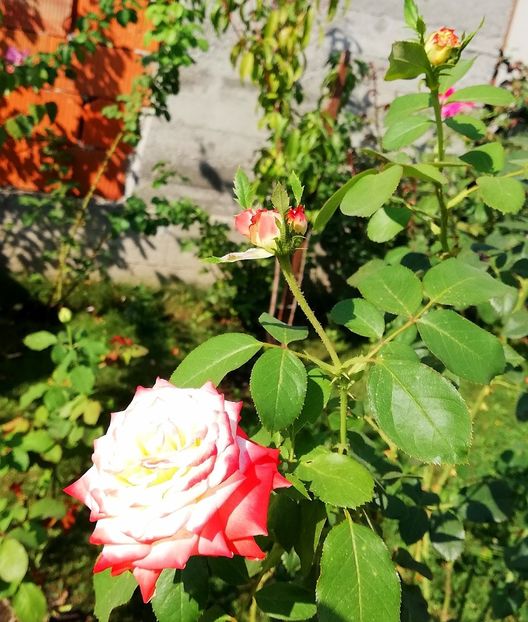  - Gradina septembrie 2018