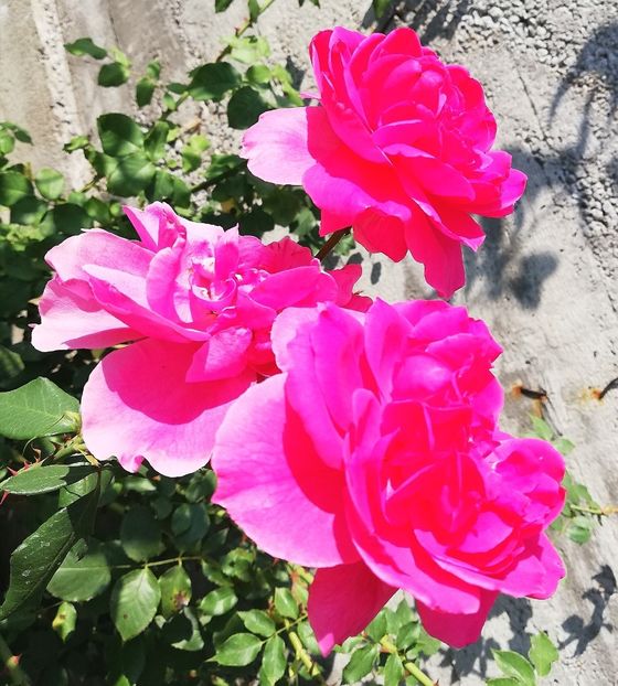  - Gradina septembrie 2018