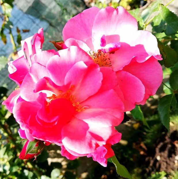  - Gradina septembrie 2018