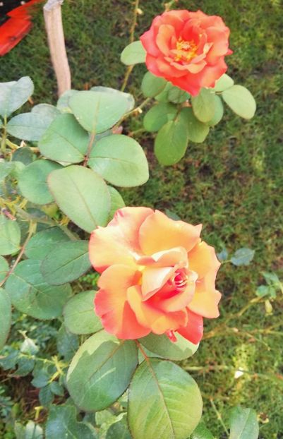  - Gradina septembrie 2018