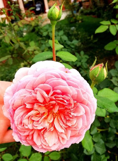  - Gradina septembrie 2018