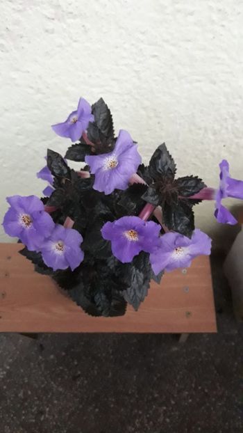  - R19 - Texas Blue Bayou xA