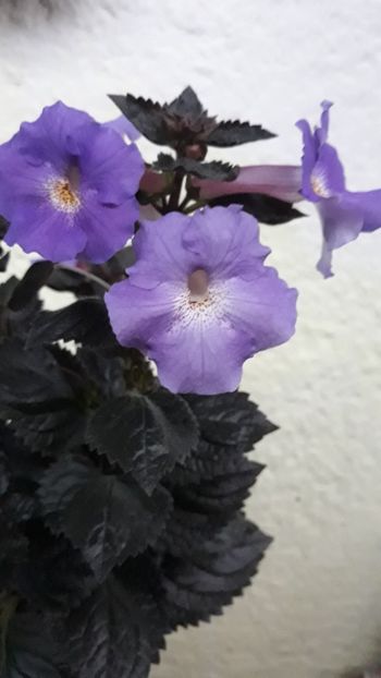  - R19 - Texas Blue Bayou xA