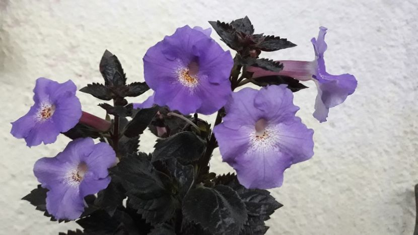  - R19 - Texas Blue Bayou xA