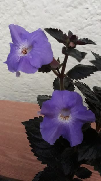  - R19 - Texas Blue Bayou xA