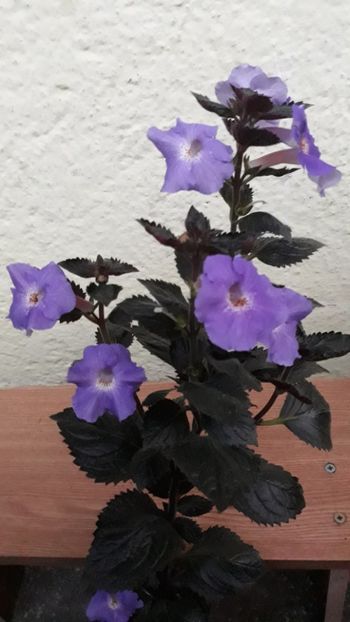  - R19 - Texas Blue Bayou xA