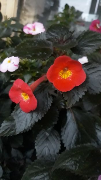  - R18 Inferno xA - renuntat