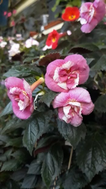  - R21 - Star Tracker xA