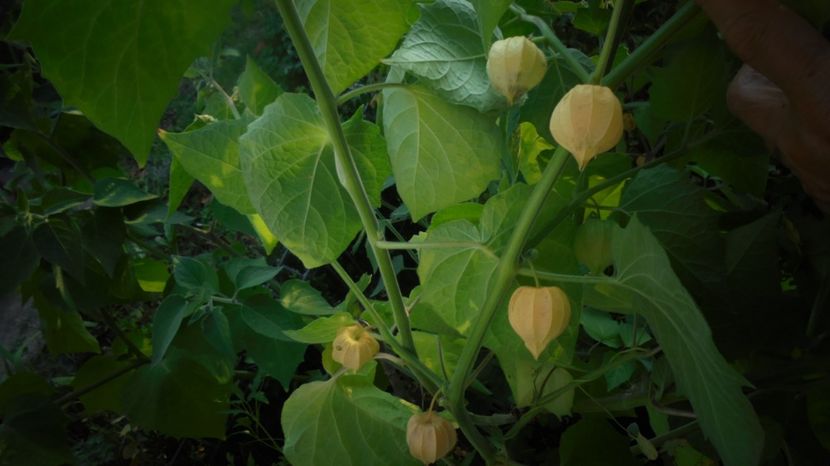 Physalis peruviana - Surasul gradinii