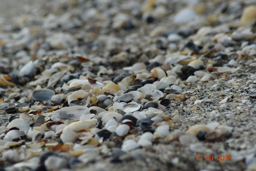  - Plaja salbatica Vadu Constanta