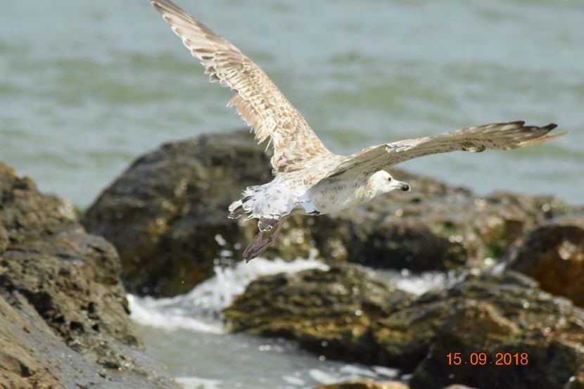  - Plaja salbatica Vadu Constanta
