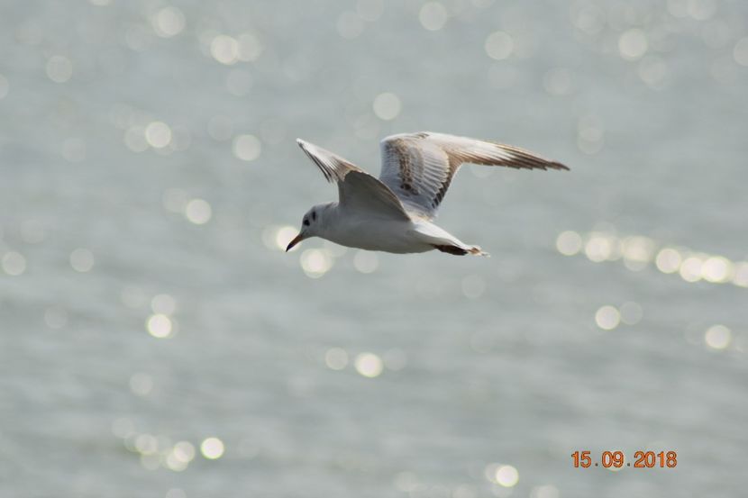  - Plaja salbatica Vadu Constanta