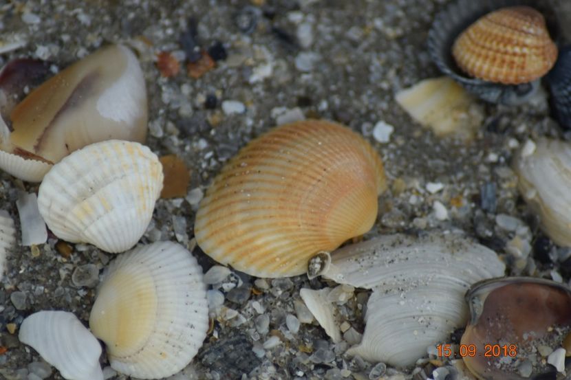  - Plaja salbatica Vadu Constanta