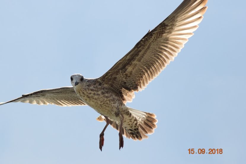  - Plaja salbatica Vadu Constanta