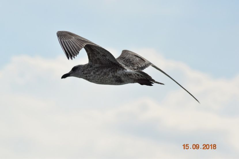  - Plaja salbatica Vadu Constanta