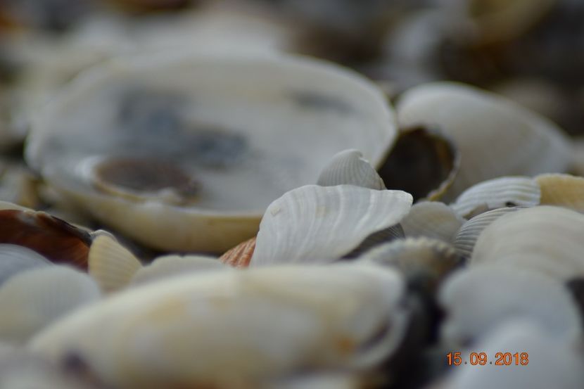  - Plaja salbatica Vadu Constanta