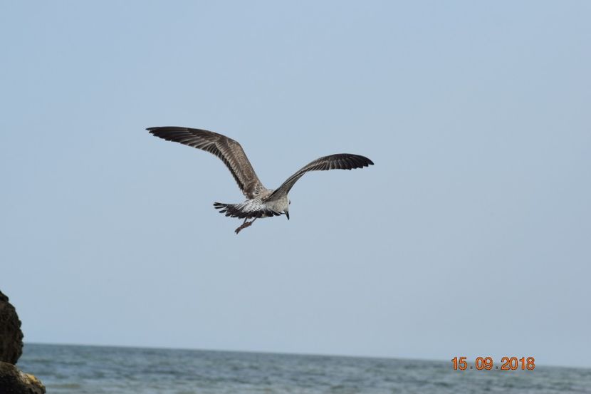  - Plaja salbatica Vadu Constanta