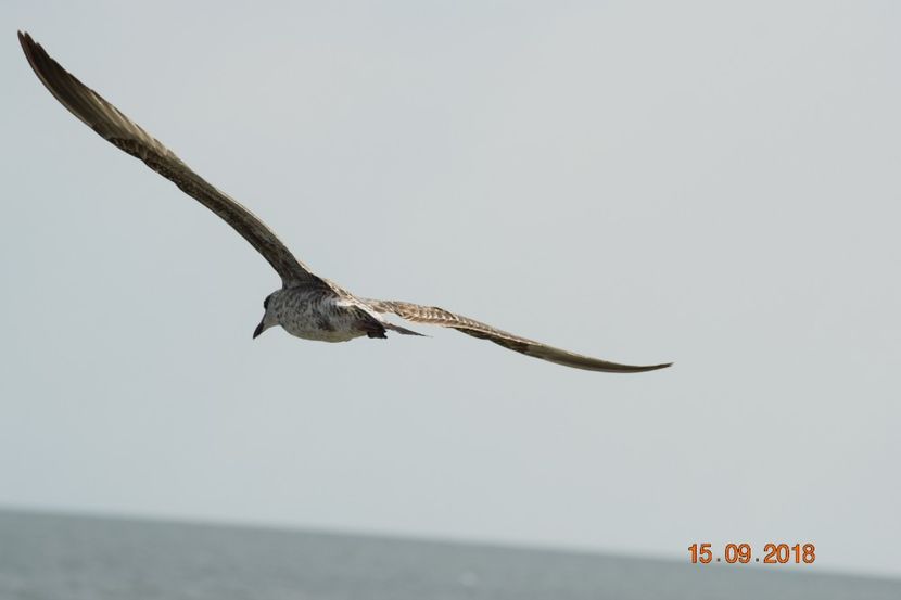  - Plaja salbatica Vadu Constanta