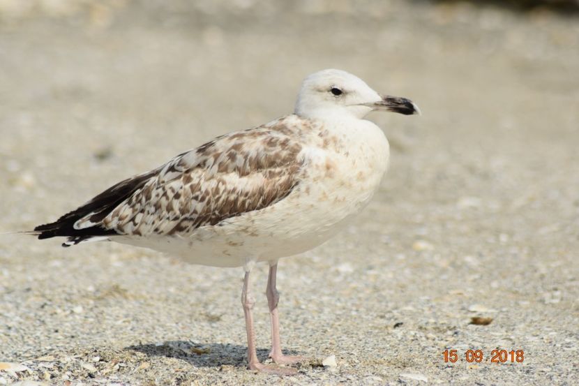  - Plaja salbatica Vadu Constanta