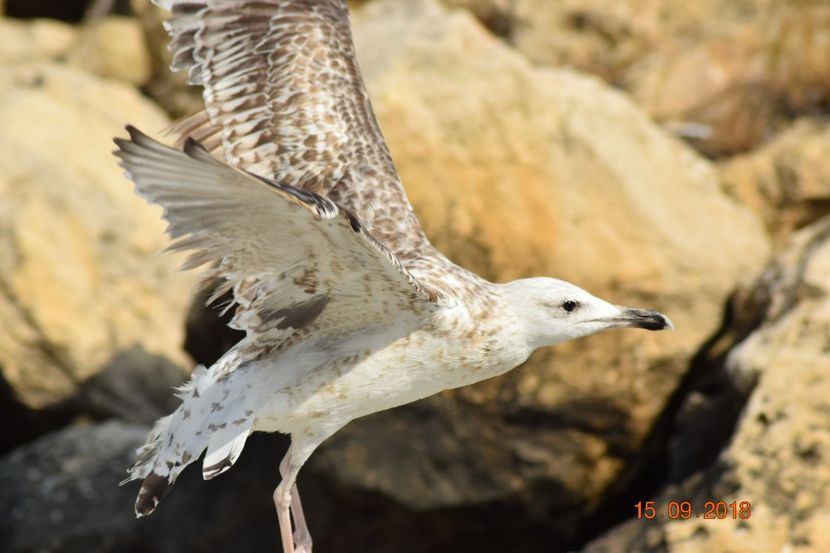  - Plaja salbatica Vadu Constanta