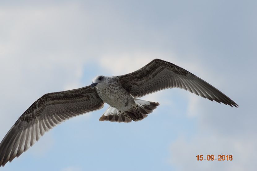  - Plaja salbatica Vadu Constanta