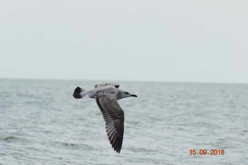  - Plaja salbatica Vadu Constanta