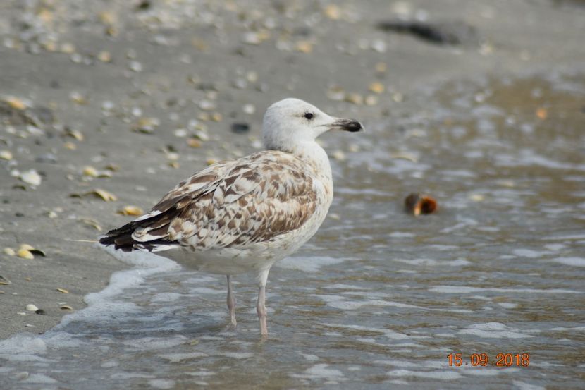  - Plaja salbatica Vadu Constanta
