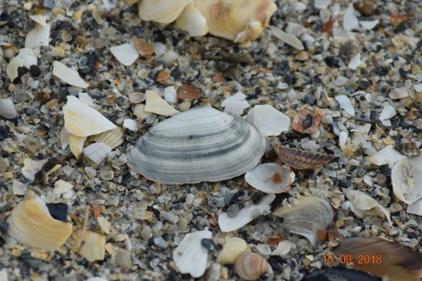  - Plaja salbatica Vadu Constanta