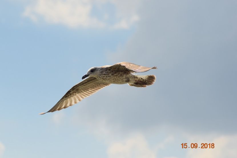  - Plaja salbatica Vadu Constanta