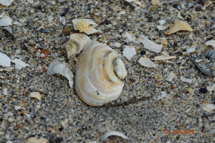  - Plaja salbatica Vadu Constanta