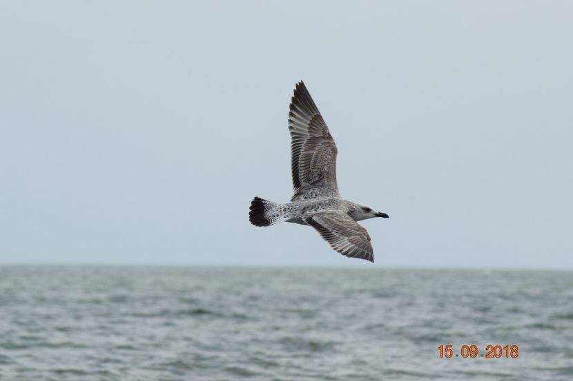  - Plaja salbatica Vadu Constanta
