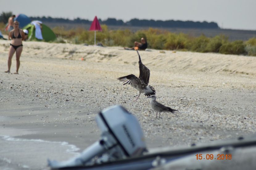  - Plaja salbatica Vadu Constanta